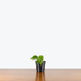 Philodendron Esmeraldense — 4" Pot