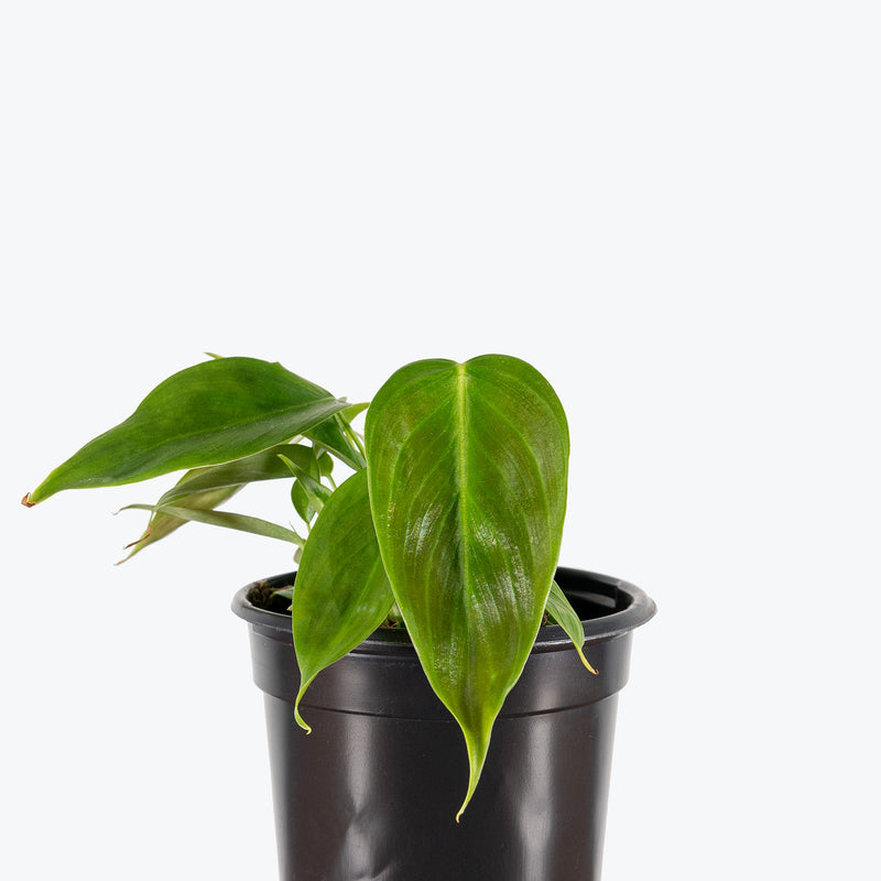 Philodendron Esmeraldense | Care Guide and Pro Tips - Delivery from Toronto across Canada - JOMO Studio