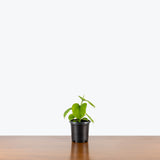Philodendron Fibraecataphyllum — 4" Pot