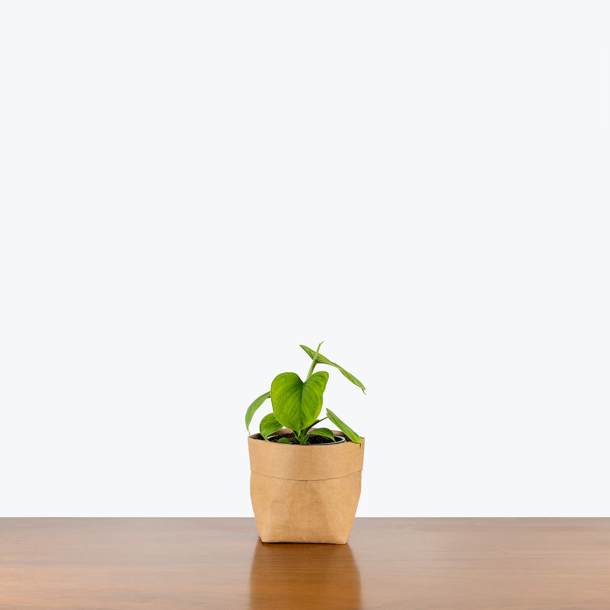 philodendron peru fibraecataphyllum Philodendron Fibraecataphyllum | Care Guide and Pro Tips - Delivery from  Toronto across Canada