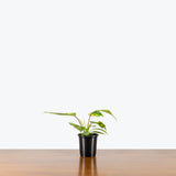 Philodendron Florida Beauty — 4" Pot