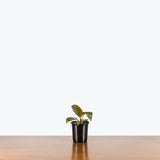 Philodendron Florida Bronze — 4" Pot (larger than picture)