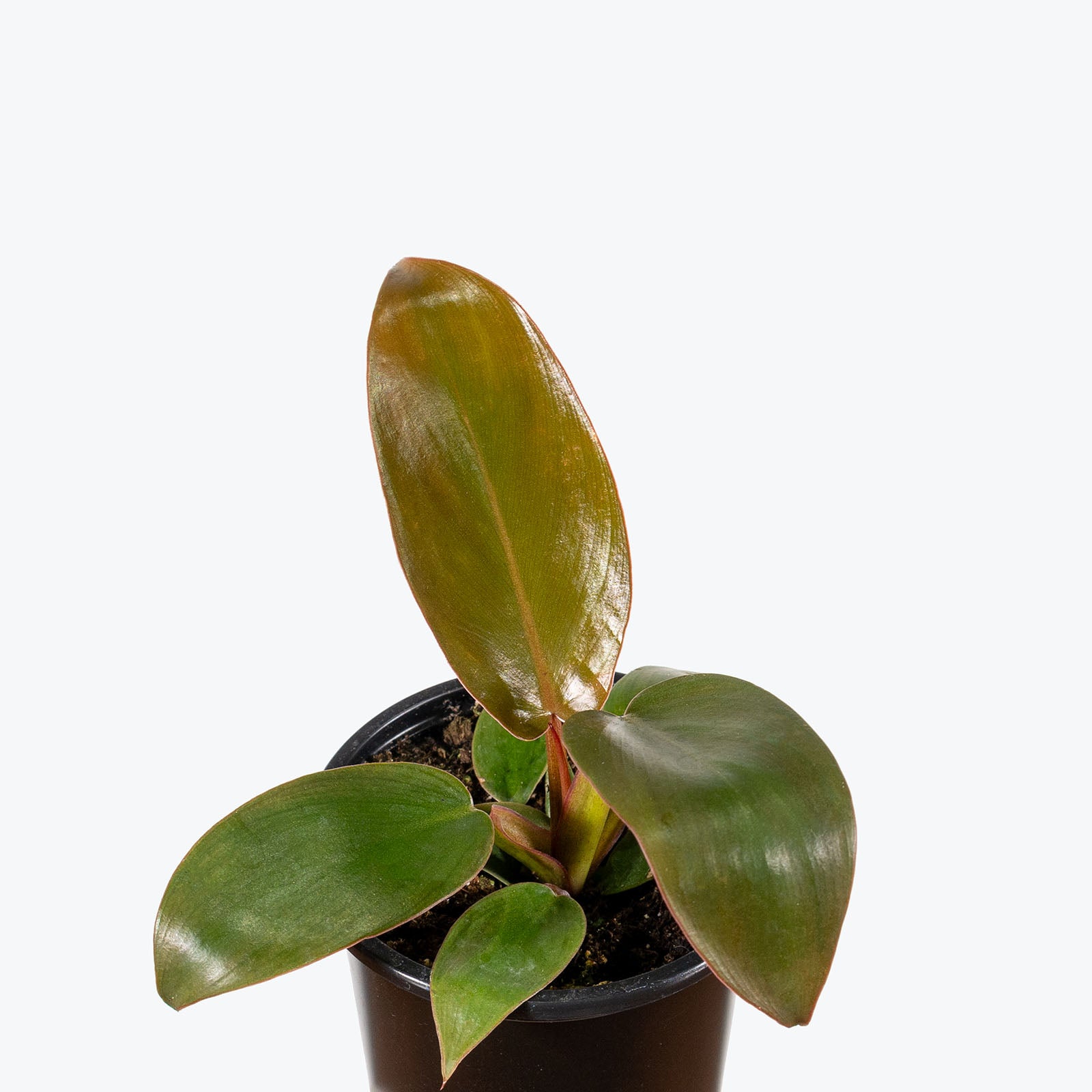 Philodendron Florida Bronze | Care Guide and Pro Tips - Delivery from Toronto across Canada - JOMO Studio