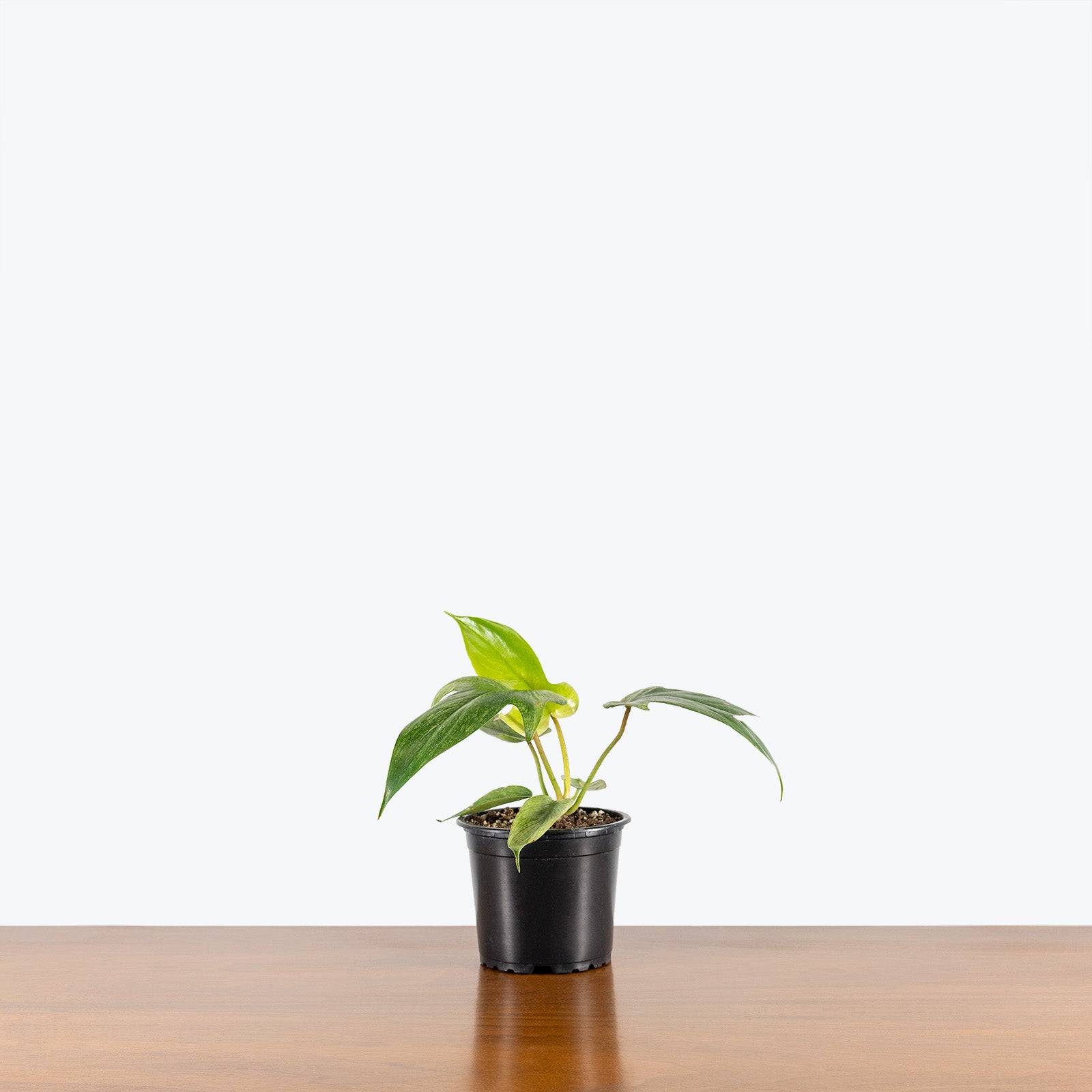 Philodendron Florida Ghost | Care Guide and Pro Tips - Delivery from Toronto across Canada - JOMO Studio