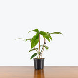 Philodendron Florida Green — 4.5" Pot