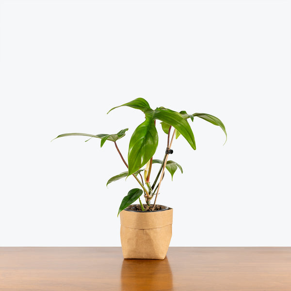 philodendron squamiferum x pedatum Philodendron Florida Green | Care Guide and Pro Tips - Delivery from Toronto across Canada