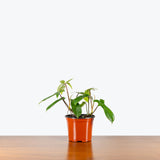 Philodendron Florida Green — 6" Pot (larger than picture)