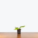 Philodendron Giganteum Blizzard — 4" Pot (blemishes expected)