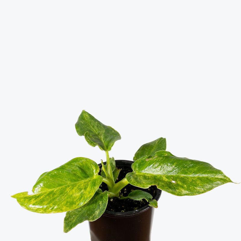 Philodendron Giganteum Blizzard | Care Guide and Pro Tips - Delivery from Toronto across Canada - JOMO Studio