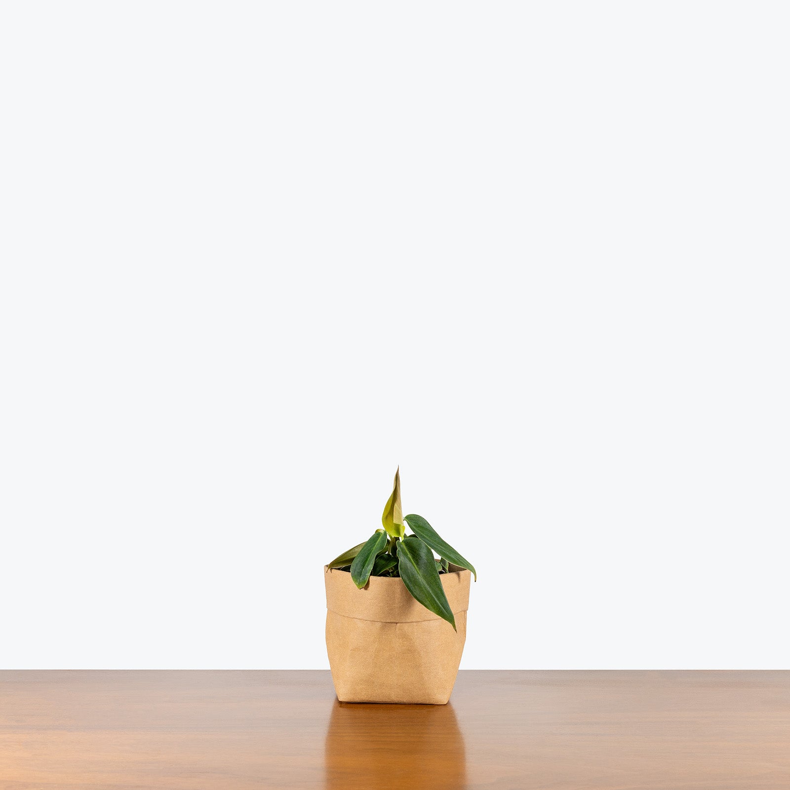 Philodendron Gigas | Care Guide and Pro Tips - Delivery from Toronto across Canada - JOMO Studio