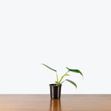 Philodendron Glad Hands — 4" Pot