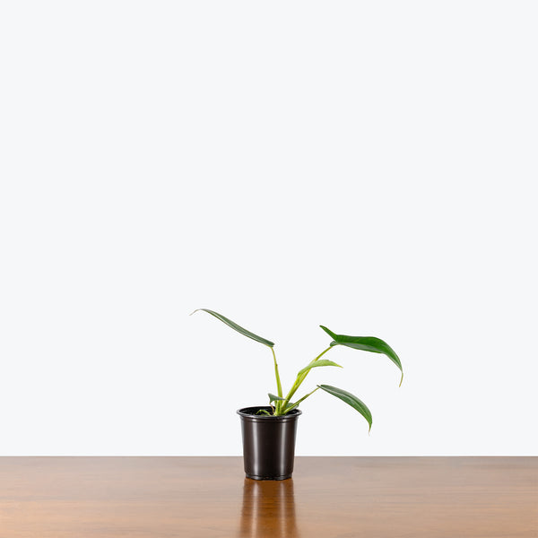 philodendron pedatum gladhands Philodendron Glad Hands | Indoor Tropical Plants & Houseplants for Delivery