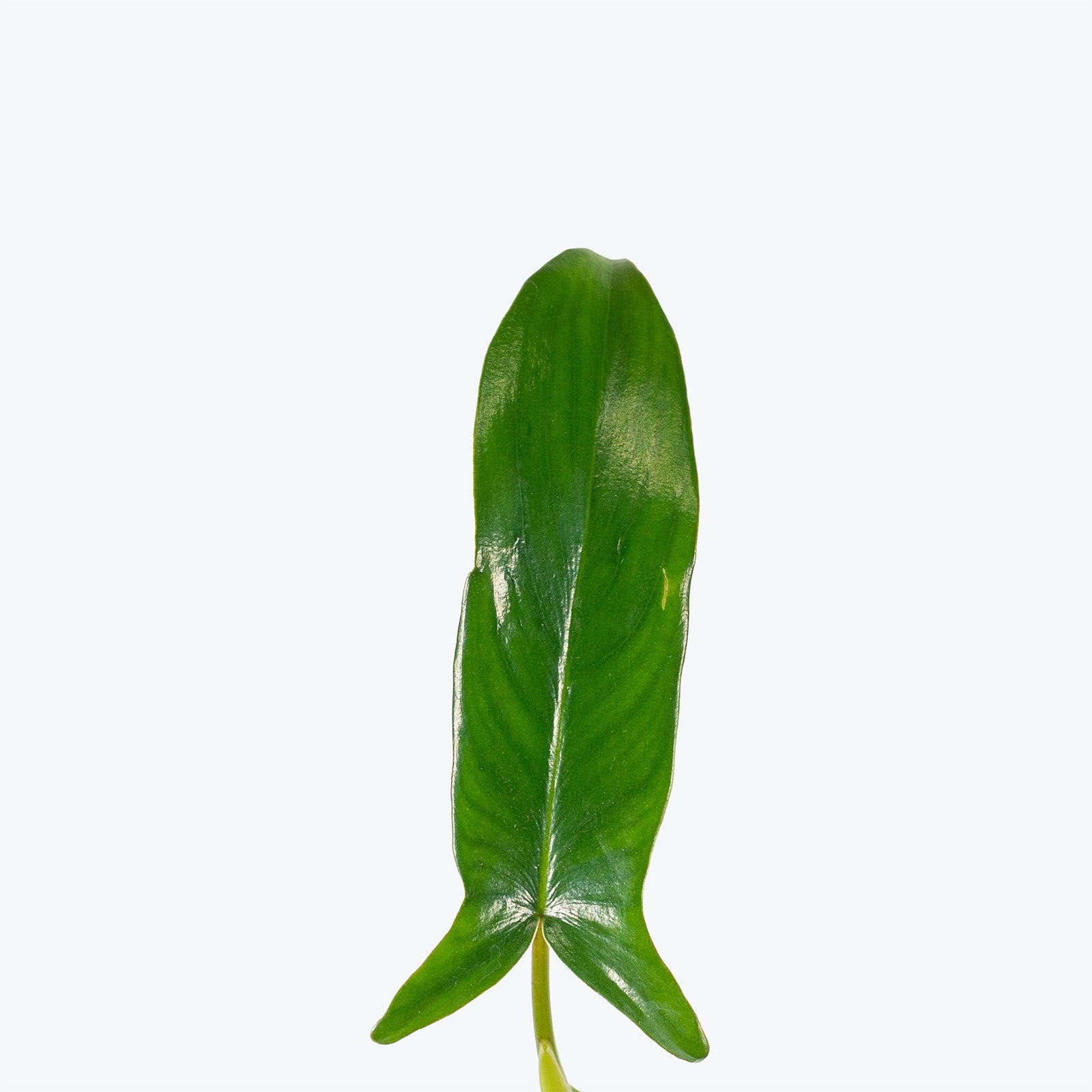 Philodendron Glad Hands | Indoor Tropical Plants & Houseplants for Delivery | Care Guide and Pro Tips