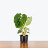 Philodendron Gloriosum — 6" Pot (some blemishes expected)