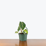Philodendron Gloriosum Dark Form — 6" Pot (some blemishes expected)