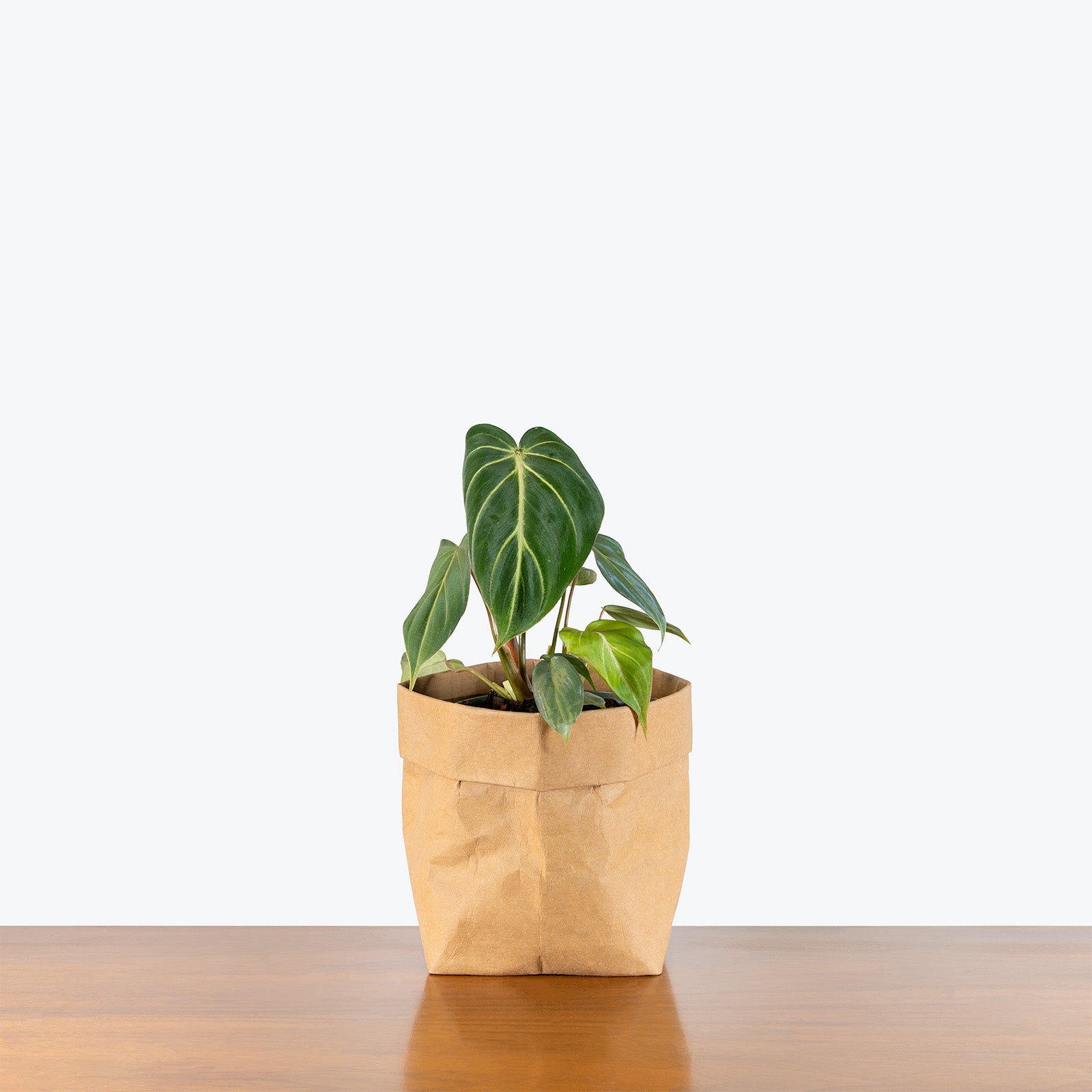 Philodendron Gloriosum Dark Form | Care Guide and Pro Tips - Delivery from Toronto across Canada - JOMO Studio