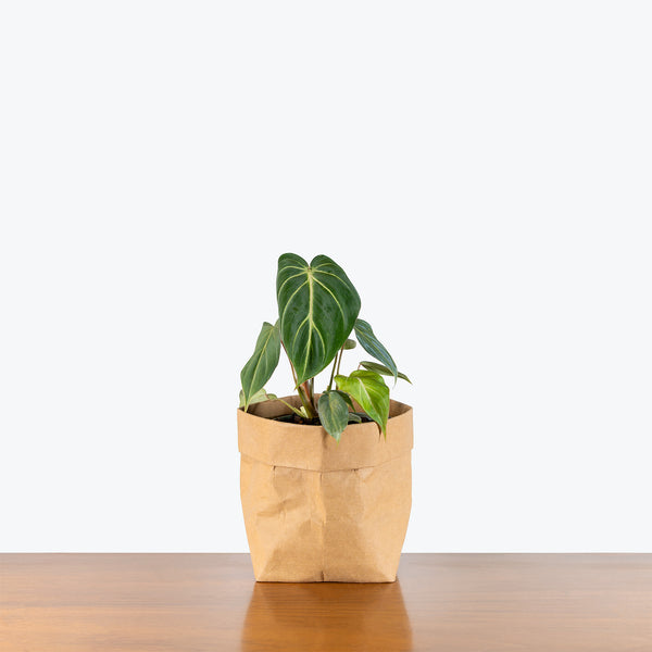 philodendron gloriosum dark Philodendron Gloriosum Dark Form | Care Guide and Pro Tips - Delivery from Toronto across Canada