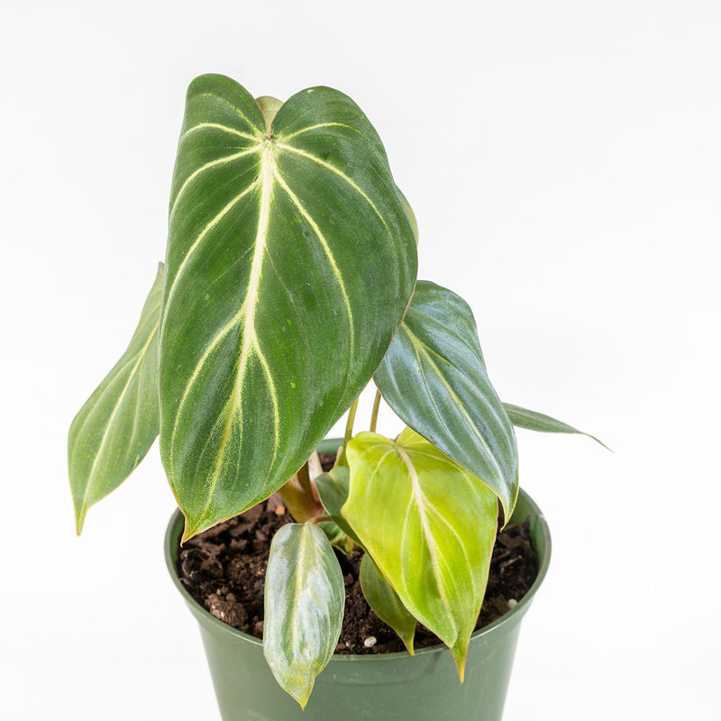 Philodendron Gloriosum Dark Form | Care Guide and Pro Tips - Delivery from Toronto across Canada - JOMO Studio