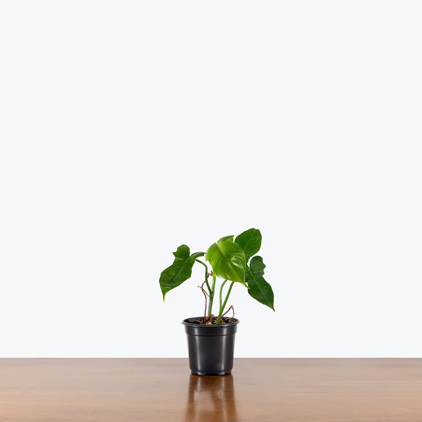 Philodendron Golden Dragon | Care Guide and Pro Tips - Delivery from Toronto across Canada - JOMO Studio