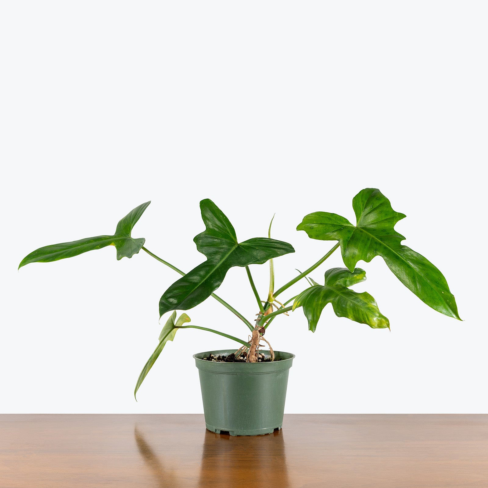 Philodendron Golden Dragon | Care Guide and Pro Tips - Delivery from Toronto across Canada - JOMO Studio