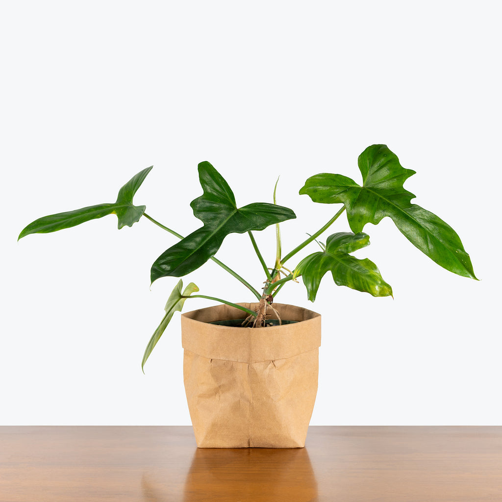 Philodendron Golden Dragon | Care Guide and Pro Tips - Delivery from  Toronto across Canada - JOMO Studio