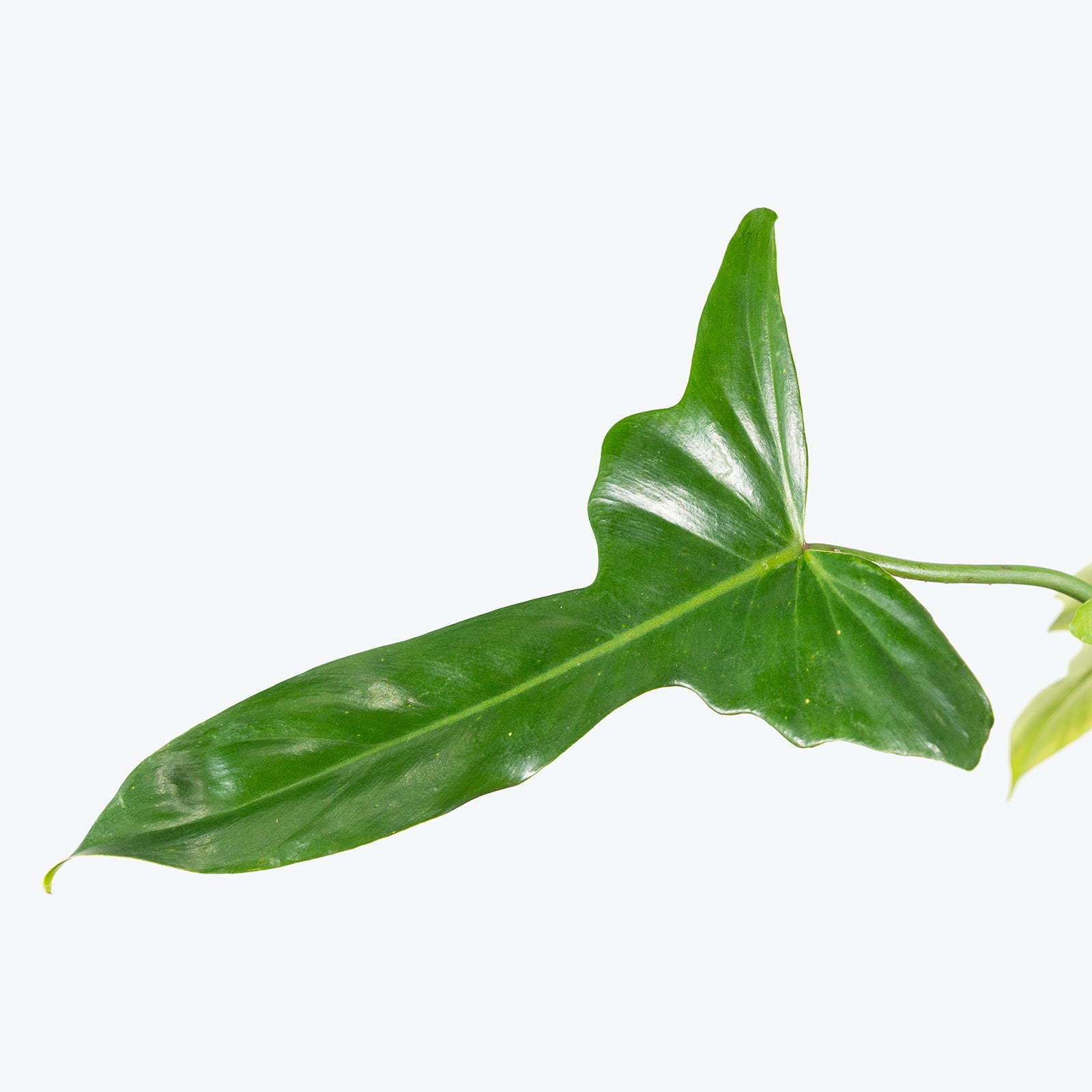 Philodendron Golden Dragon | Care Guide and Pro Tips - Delivery from Toronto across Canada - JOMO Studio