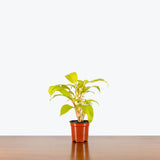 Philodendron Golden Goddess — 4" Pot