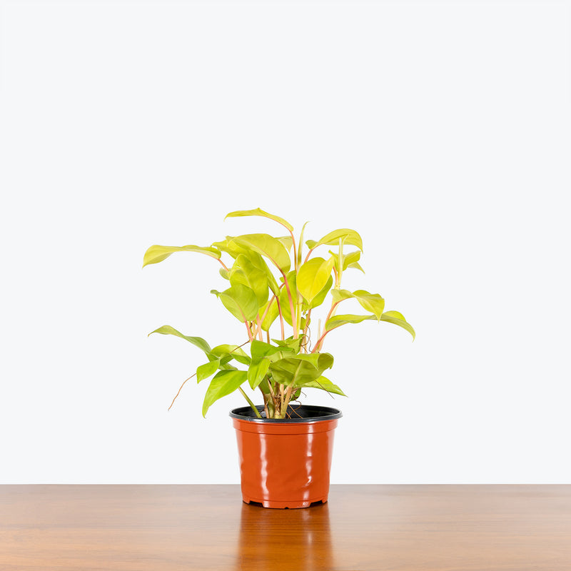 Philodendron Golden Goddess - House Plants Delivery Toronto - JOMO Studio
