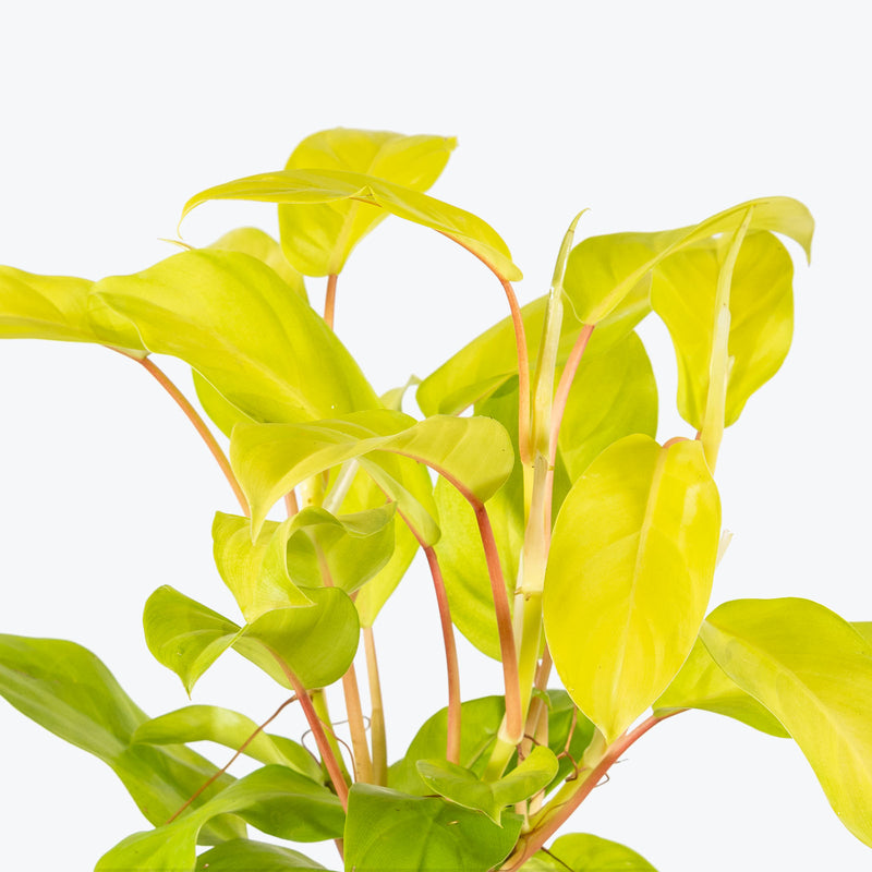 Philodendron Golden Goddess - House Plants Delivery Toronto - JOMO Studio