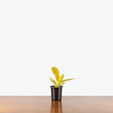 Philodendron Golden Ring of Fire — 4" Pot