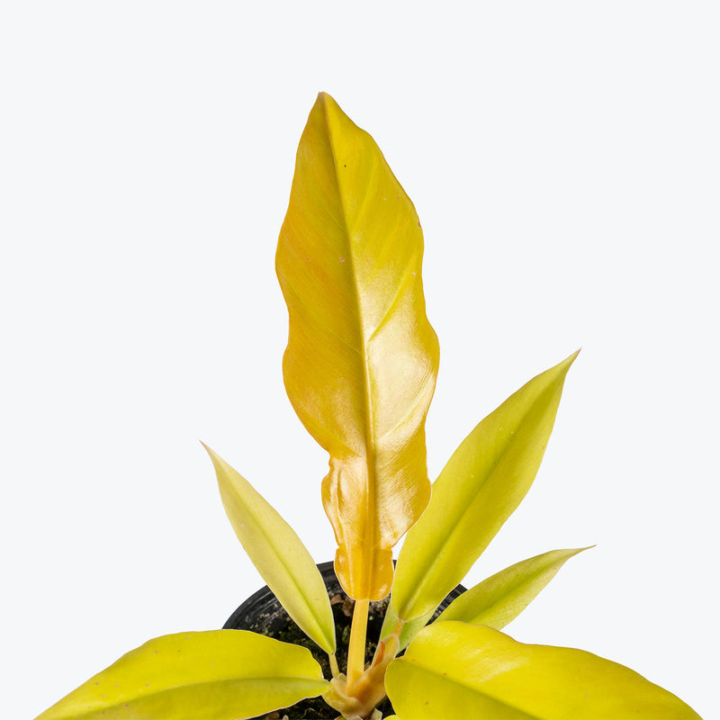 Philodendron Golden Ring Of Fire | Care Guide and Pro Tips - Delivery from Toronto across Canada - JOMO Studio