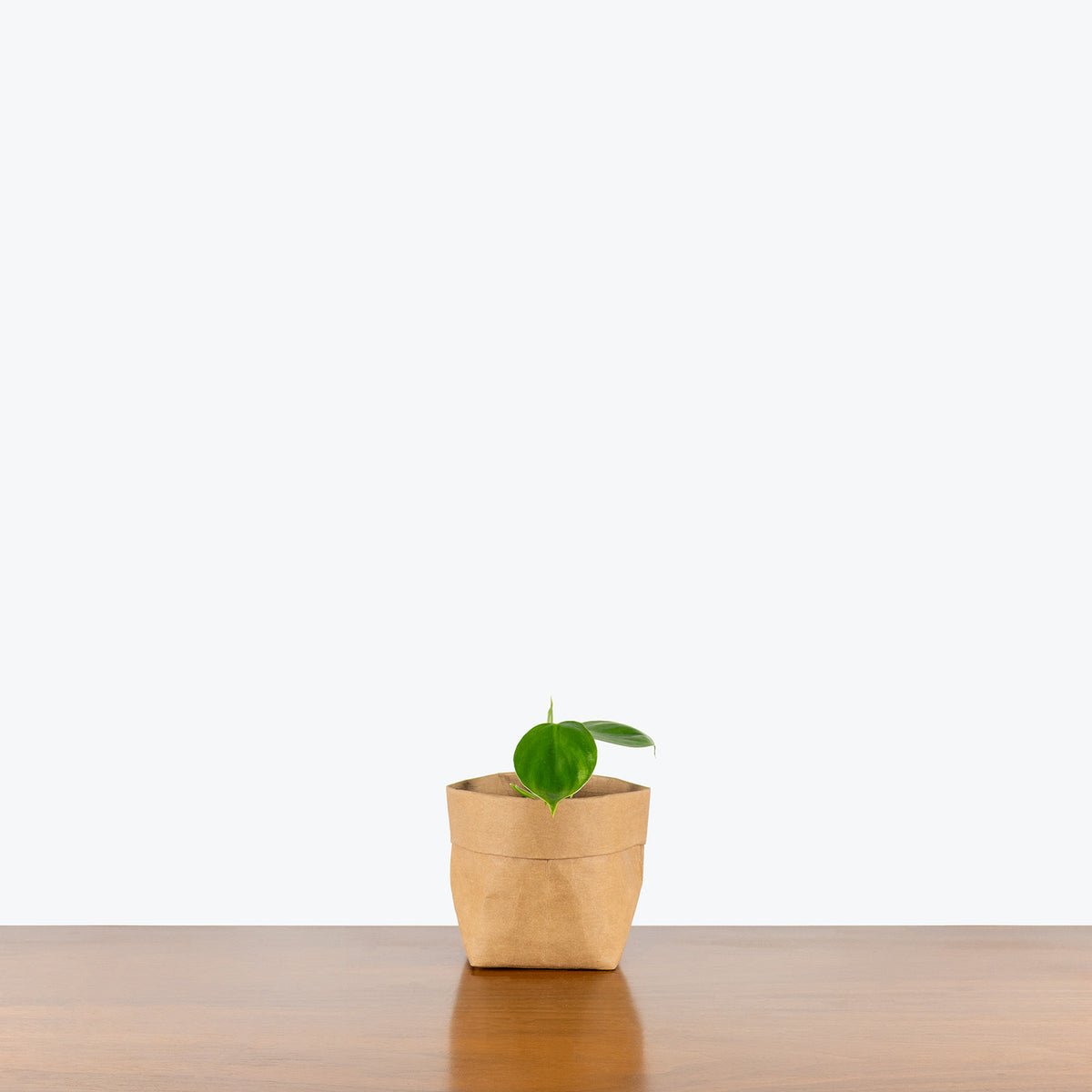 philodendron grazielae care Philodendron Grazielae | Care Guide and Pro Tips - Delivery from Toronto across Canada