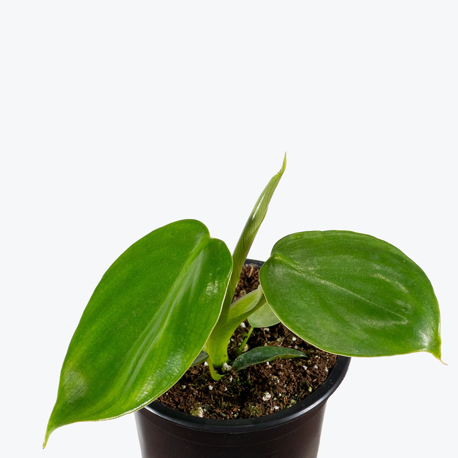 Philodendron Grazielae | Care Guide and Pro Tips - Delivery from Toronto across Canada - JOMO Studio