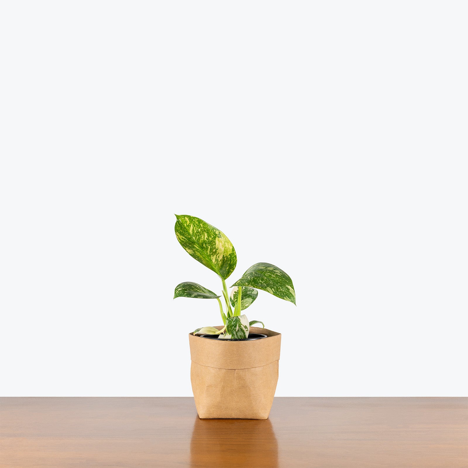Philodendron Green Congo Nuclear | Care Guide and Pro Tips - Delivery from Toronto across Canada - JOMO Studio