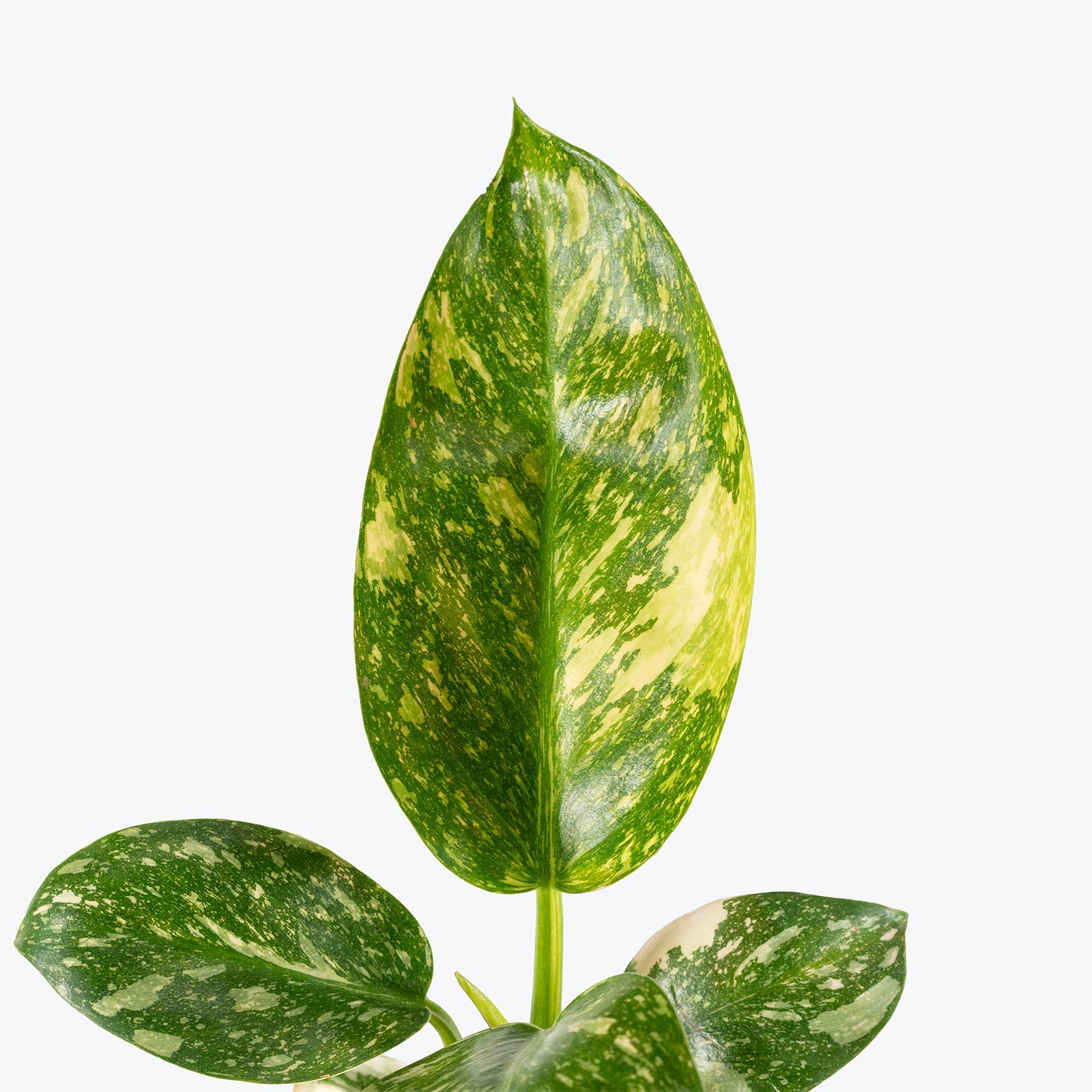 Philodendron Green Congo Nuclear | Care Guide and Pro Tips - Delivery from Toronto across Canada - JOMO Studio