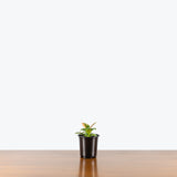 Philodendron Green Congo Variegated — 4" Pot