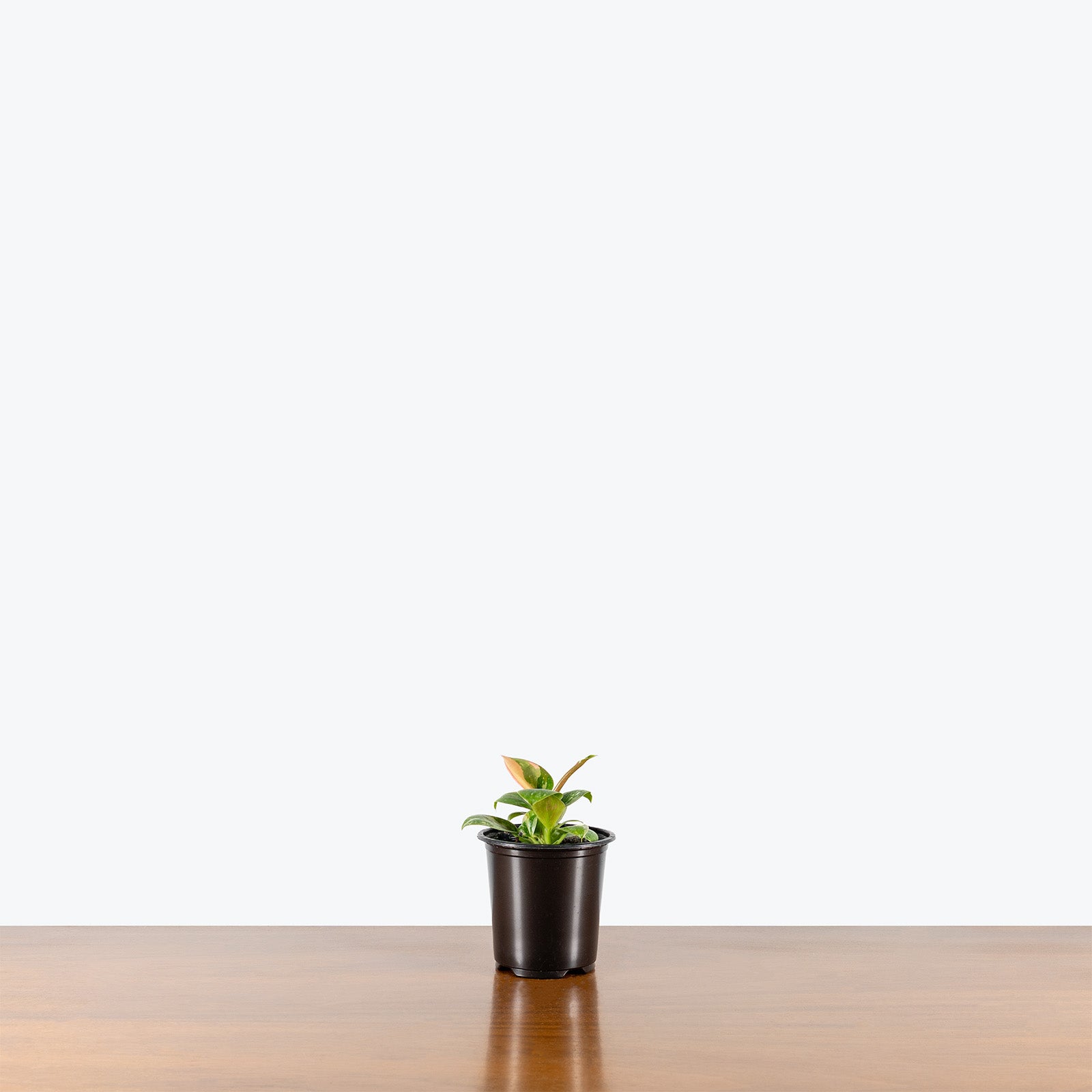 Philodendron Green Congo Variegated | Care Guide and Pro Tips - Delivery from Toronto across Canada - JOMO Studio
