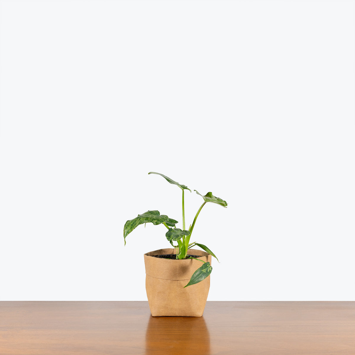 philodendron green dragon Philodendron Green Dragon - House Plants Delivery Toronto Canada