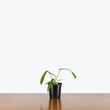 Philodendron Joepii — 4" Pot