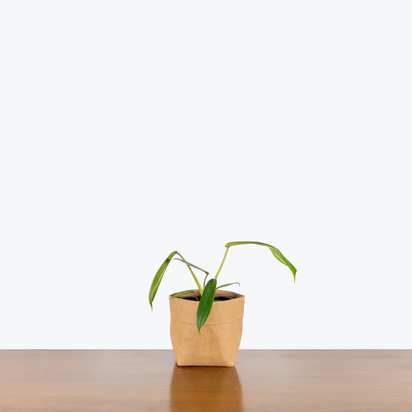 Philodendron Joepii | Care Guide and Pro Tips - Delivery from Toronto across Canada - JOMO Studio