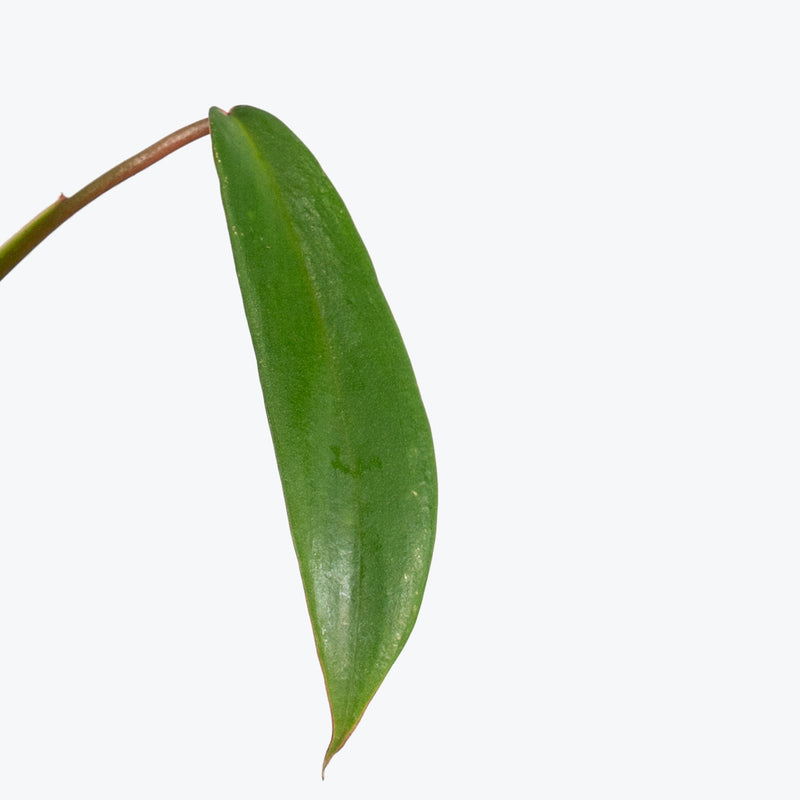 Philodendron Joepii | Care Guide and Pro Tips - Delivery from Toronto across Canada - JOMO Studio