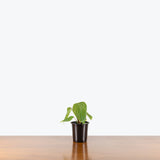 Philodendron Lynamii — 4" Pot