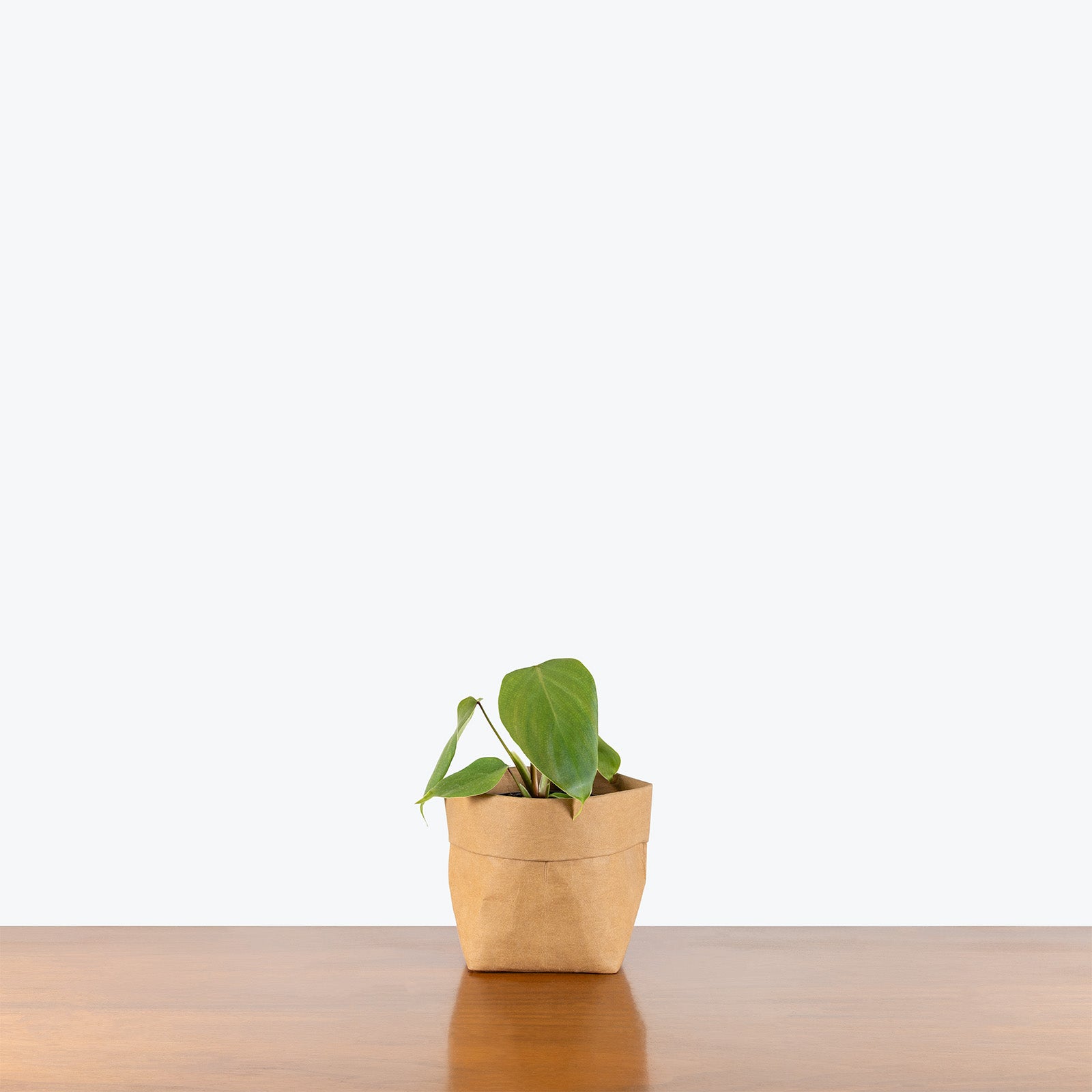 Philodendron Lynamii | Care Guide and Pro Tips - Delivery from Toronto across Canada - JOMO Studio