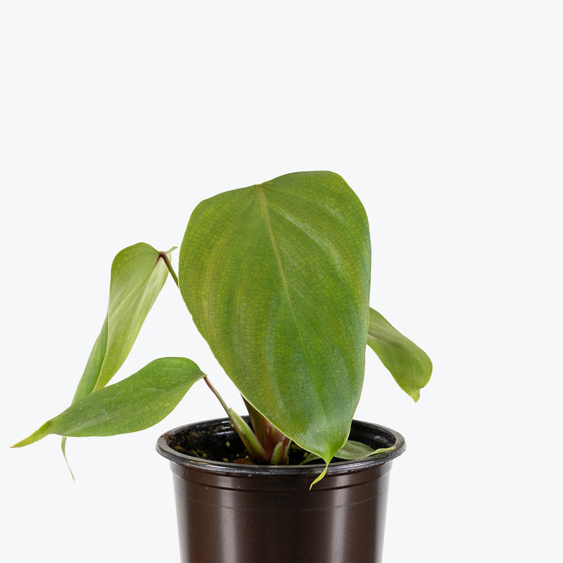 Philodendron Lynamii | Care Guide and Pro Tips - Delivery from Toronto across Canada - JOMO Studio