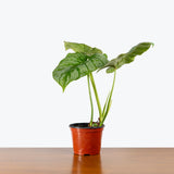 Philodendron Mamei Silver Cloud — 6" Pot (smaller than picture; blemish expected)
