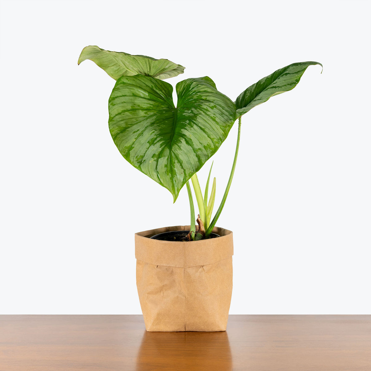philodendron mamei moss pole Philodendron Mamei 'Silver Cloud' - House Plants Delivery Toronto