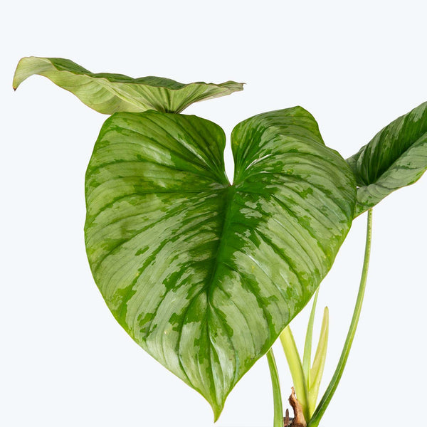 Philodendron Mamei 'Silver Cloud' - House Plants Delivery Toronto - JOMO Studio