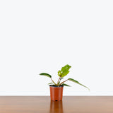 Philodendron Mayoi — 4" Pot