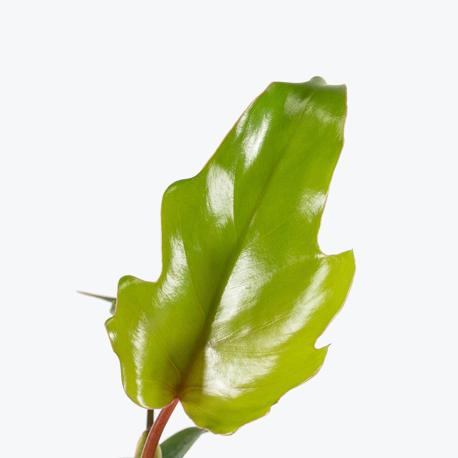 Philodendron Mayoi - House Plants Delivery Toronto - JOMO Studio