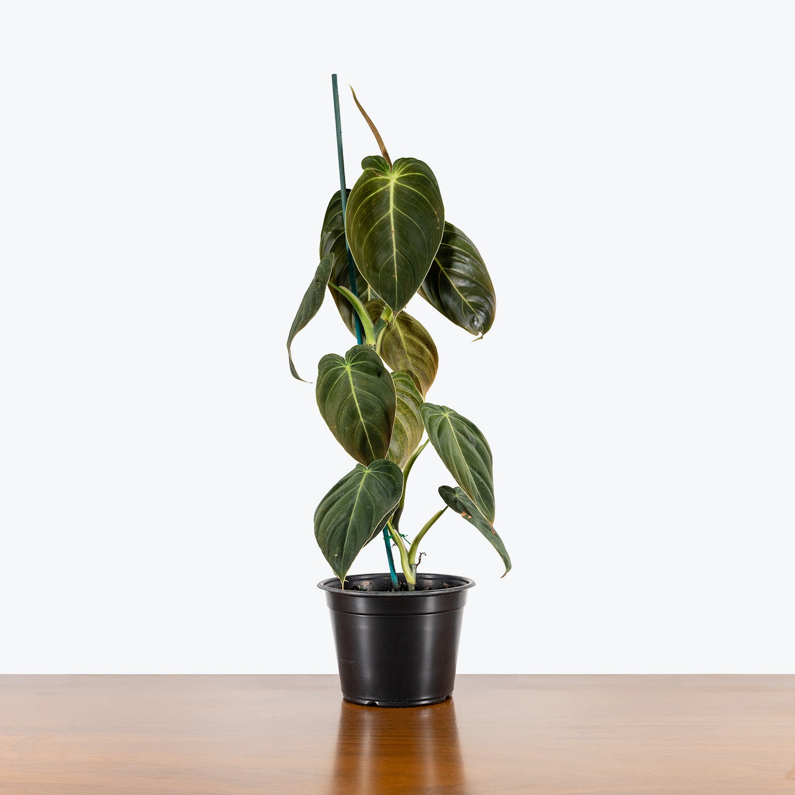 Philodendron Melanochrysum - House Plants Delivery Toronto - JOMO Studio